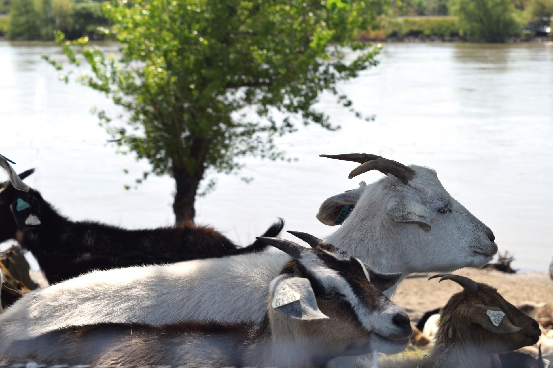 山羊在萨克河附近的谷仓里